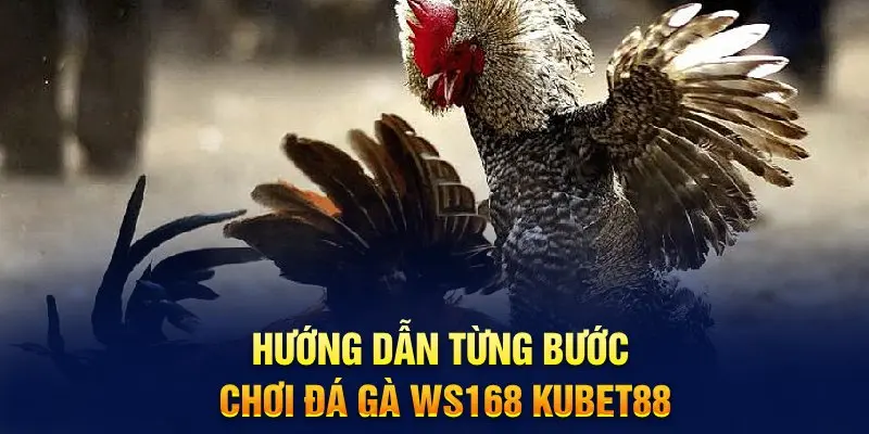 Hướng dẫn từng bước chơi đá gà Ws168 Hello88