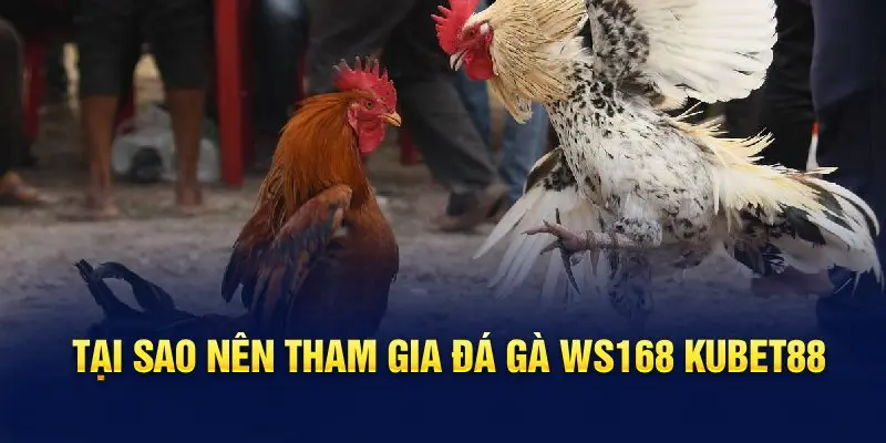 Tại sao nên tham gia đá gà Ws168 Hello88