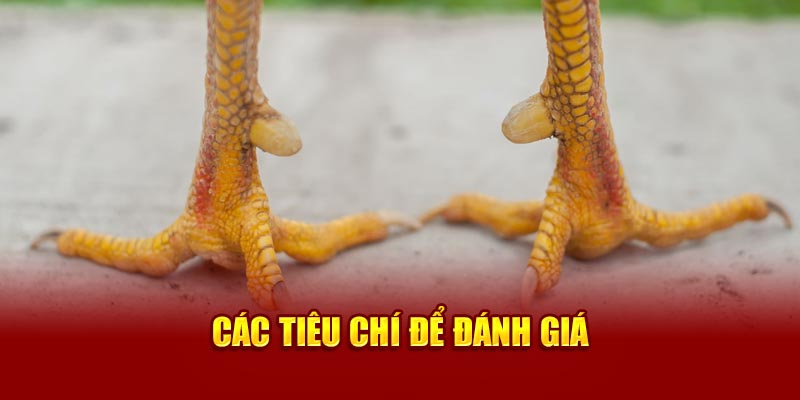 cac-tieu-chi-de-danh-gia