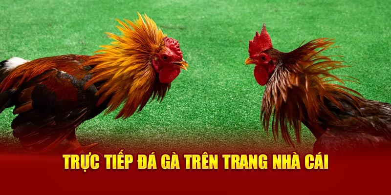 truc-tiep-da-ga-tren-trang-nha-cai